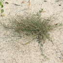 Image of Eragrostis amurensis Prob.