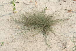 Image of Eragrostis amurensis Prob.