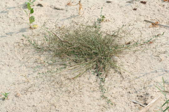 Image of Eragrostis amurensis Prob.