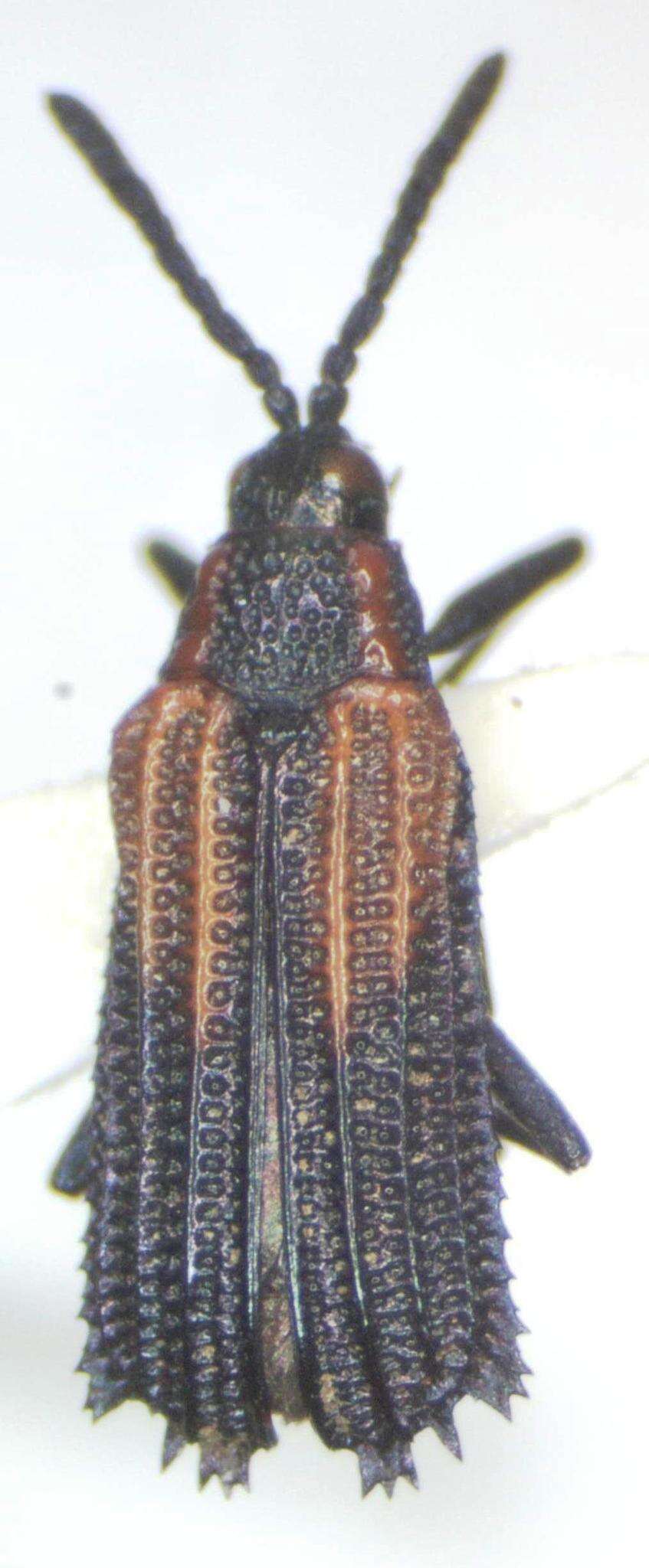 Image of Pentispa clarkella (Baly 1886)