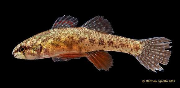 Imagem de Etheostoma microperca Jordan & Gilbert 1888