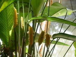 Image of rattlesnake plant