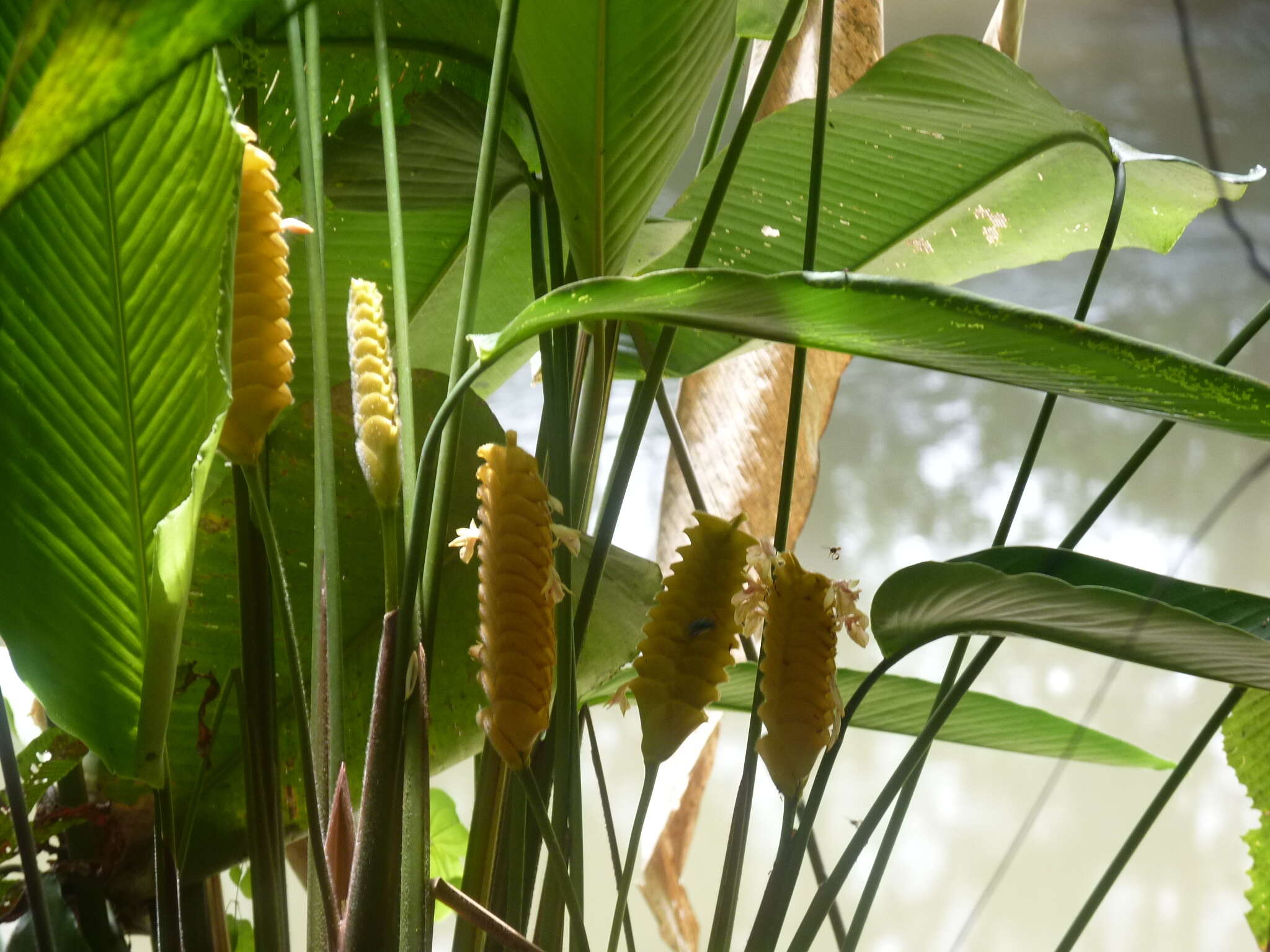 Image of rattlesnake plant