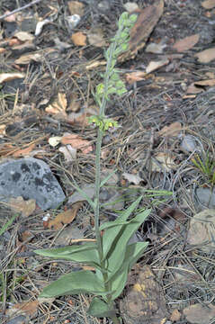 Image of Epipactis kleinii M. B. Crespo, M. R. Lowe & Piera