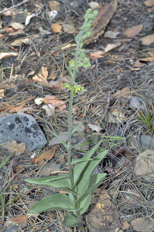 Imagem de Epipactis kleinii M. B. Crespo, M. R. Lowe & Piera