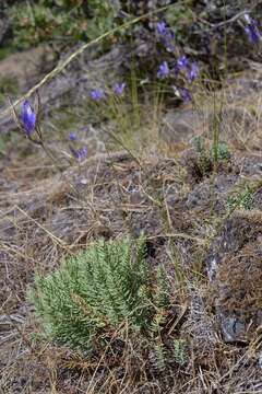 Image of Sierra cliffbrake