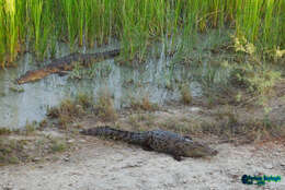 Image of Broad-snouted Crocodile