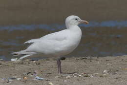 Слика од Larus argentatus argenteus Brehm, CL & Schilling 1822