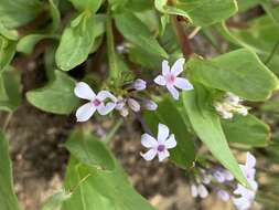 Image of Pentanisia prunelloides subsp. prunelloides