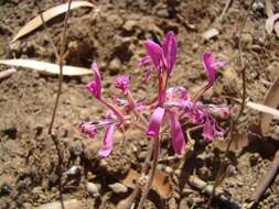 Image of Pelargonium triphyllum Jacq.