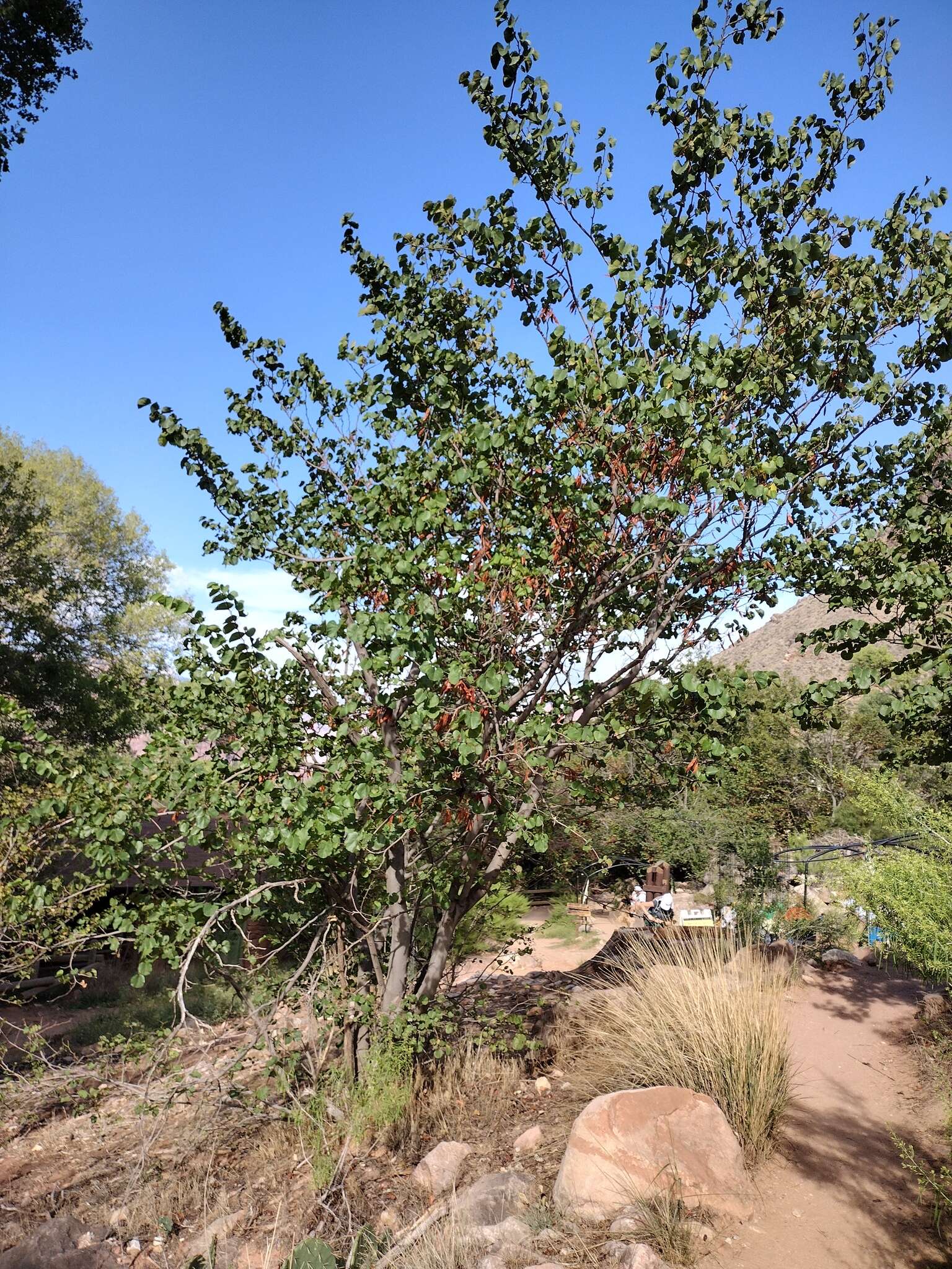 Слика од <i>Cercis orbiculata</i>