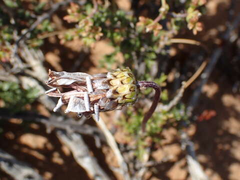 Ursinia pilifera (Berg.) Gaertn. resmi