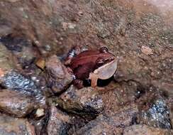 Image of Minervarya frog