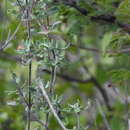 Imagem de Salvia oaxacana Fernald