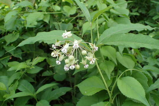 Слика од Asclepias exaltata L.