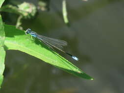 Image of Homeoura chelifera (Selys 1876)