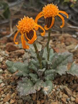 Image of flame ragwort