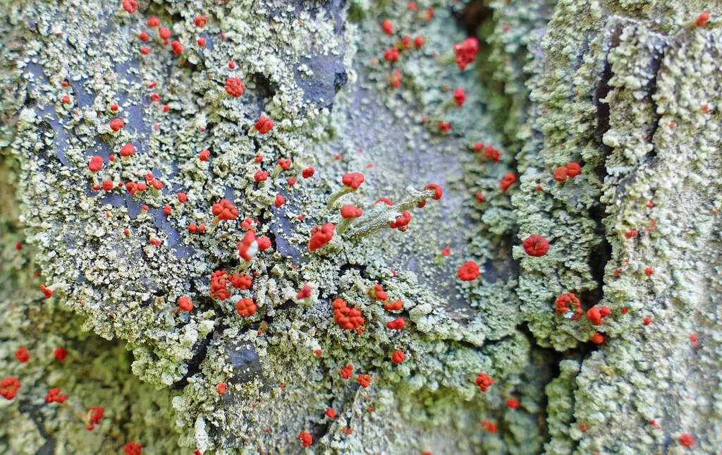 Image of Ravenel's cup lichen