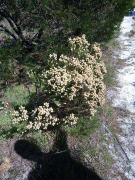 Imagem de Phylica strigosa Berg.