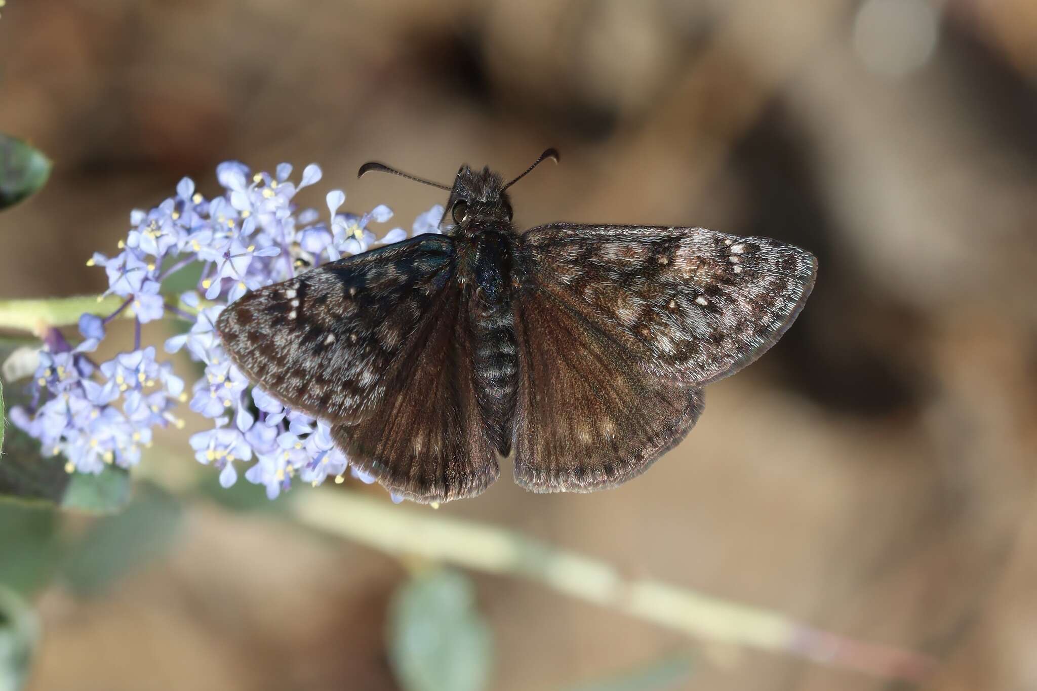 Image of Erynnis pacuvius Lintner 1878