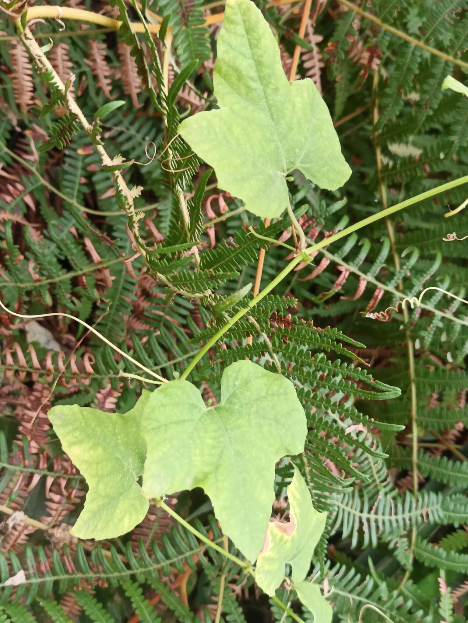 Image of Bryonia verrucosa Dryand. ex Ait.