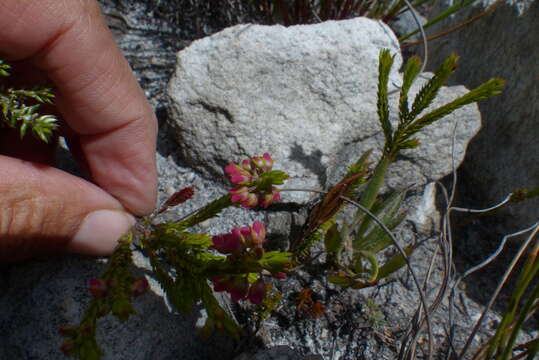 Image of Erica longiaristata Benth.