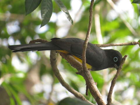 صورة Trogon melanocephalus Gould 1836