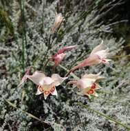 Plancia ëd Gladiolus angustus L.