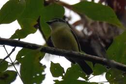 Plancia ëd Pachyramphus versicolor (Hartlaub 1843)