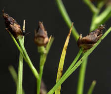 Image of Short-Beak Beak Sedge