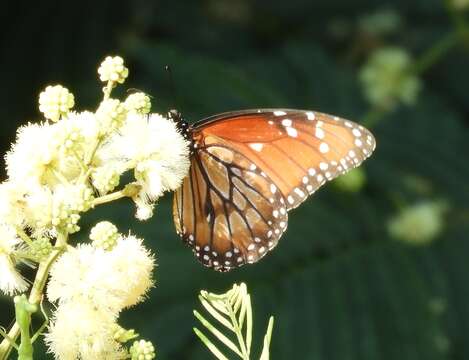 Image of Danaus (Anosia) eresimus subsp. montezuma Talbot 1943