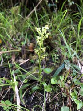 Слика од Platanthera devolii (T. P. Lin & T. W. Hu) T. P. Lin & K. Inoue