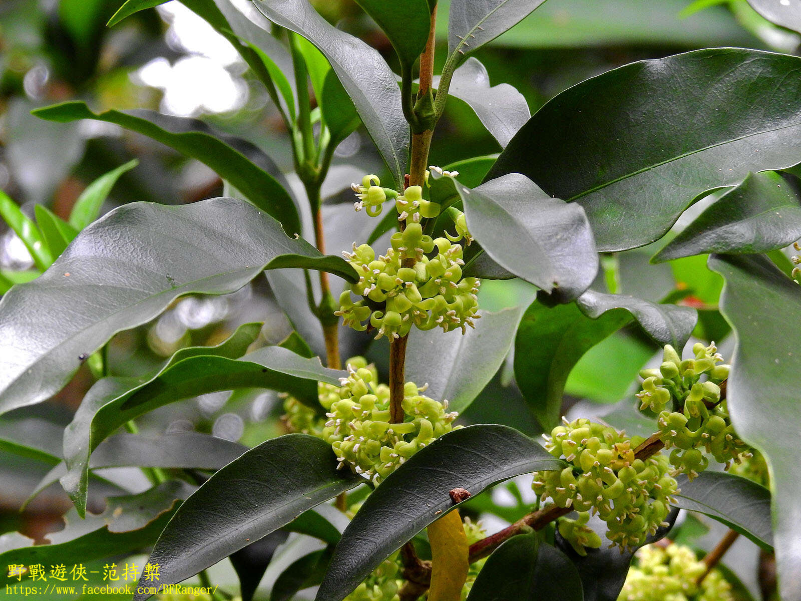 Image de Diplospora dubia (Lindl.) Masam.