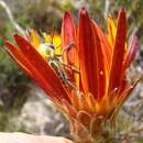 Image of Oedera speciosa (DC.) N. G. Bergh