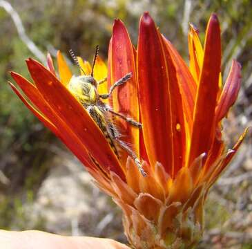 صورة Oedera speciosa (DC.) N. G. Bergh