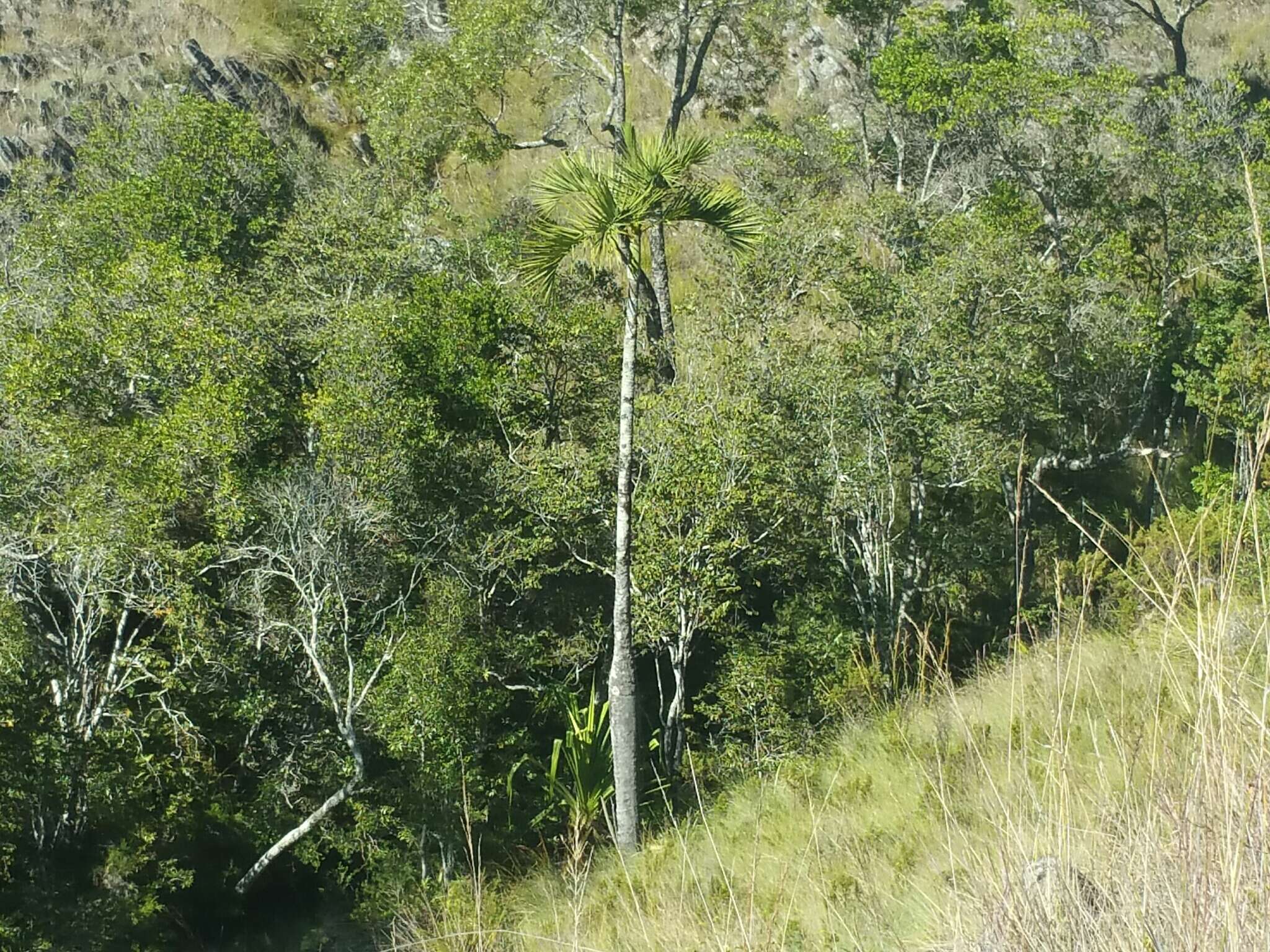 Dypsis decipiens (Becc.) Beentje & J. Dransf. resmi