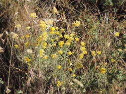 Image of Helichrysum italicum subsp. italicum