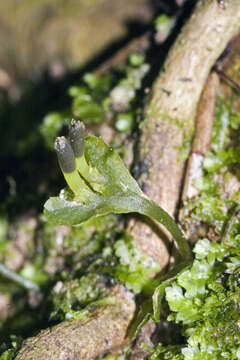 Image of Symphyogyna hymenophyllum (Hook.) Nees & Mont.