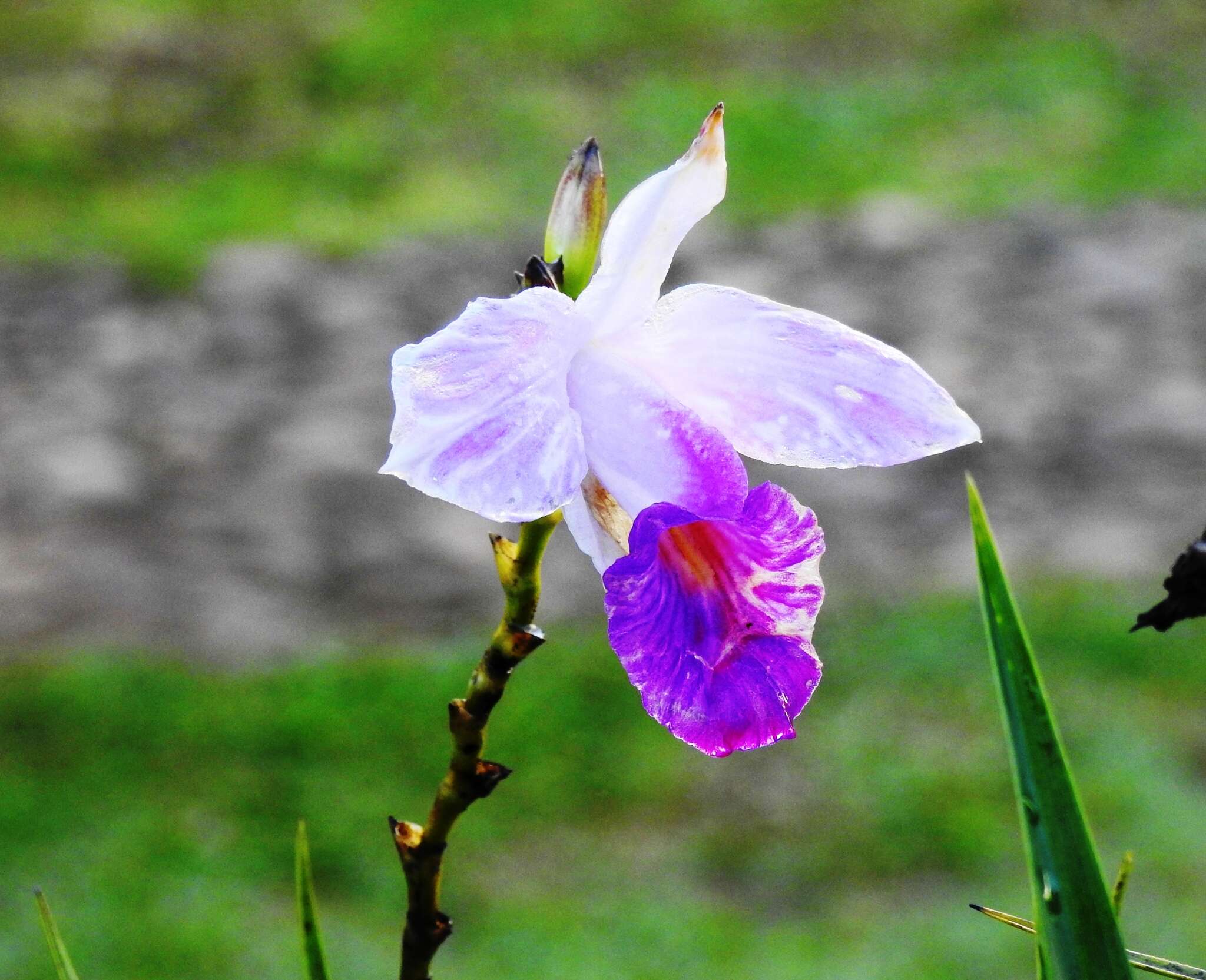 Image of Bamboo orchid