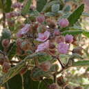 Imagem de Commersonia magniflora (F. Müll.) F. Müll.