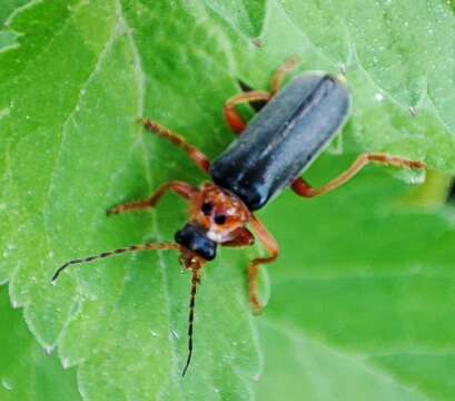 Image of <i>Cantharis annularis</i>