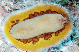 Hoplodoris desmoparypha Bergh 1880 resmi