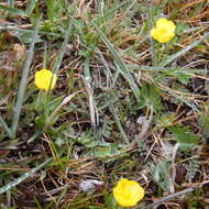 Image of Northern Buttercup