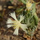 Image of Amberboa turanica Iljin