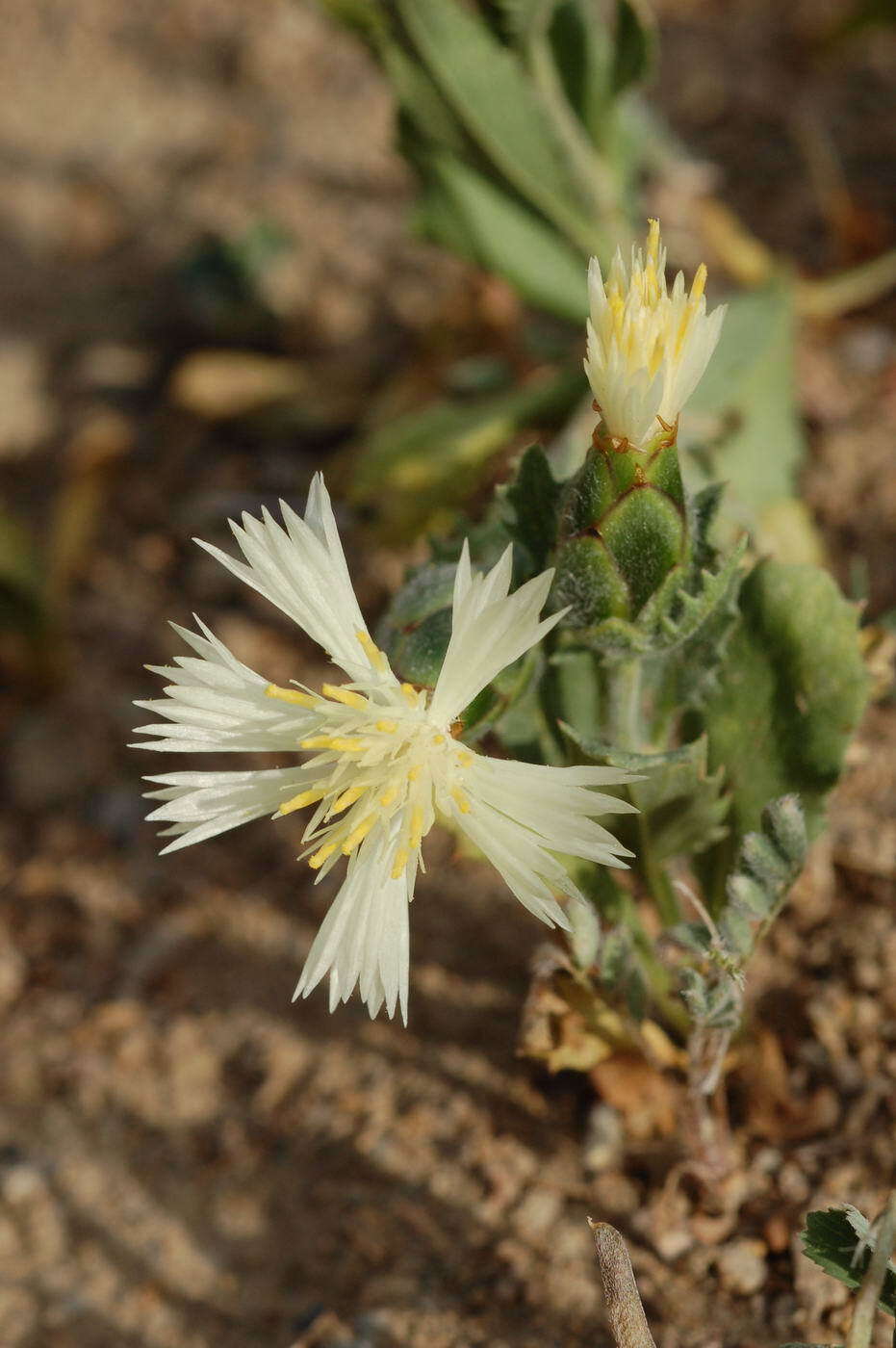 Image of Amberboa turanica Iljin