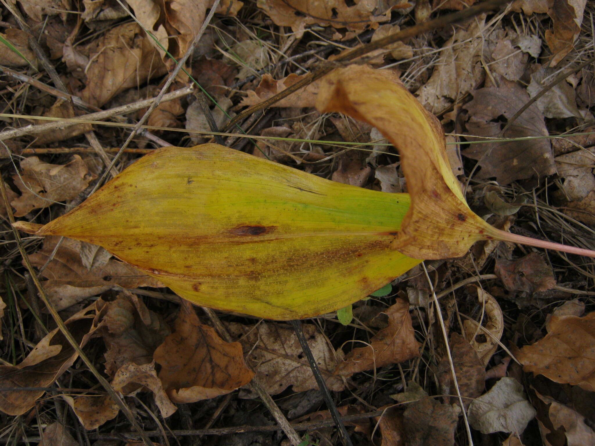 Image of Convallaria keiskei Miq.