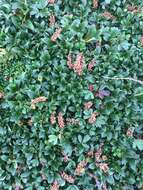 Image of bearberry willow