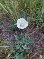 Image de Calystegia subacaulis subsp. episcopalis R. K. Brummitt