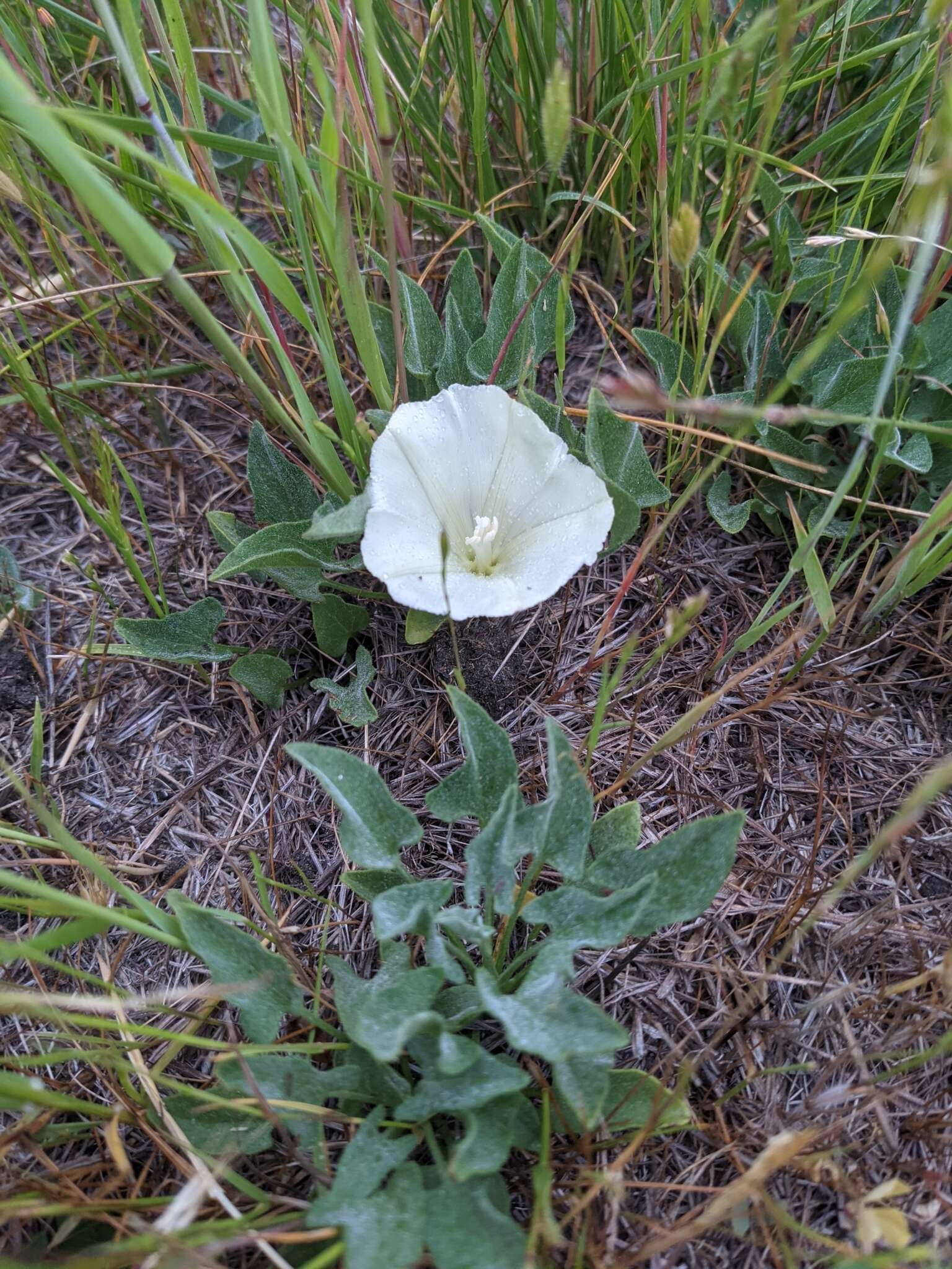 Image de Calystegia subacaulis subsp. episcopalis R. K. Brummitt