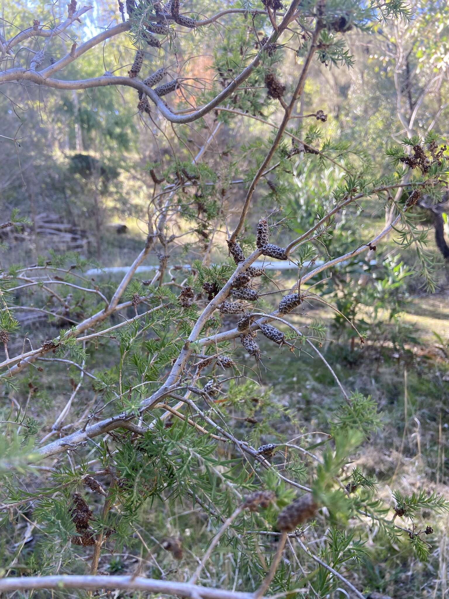 Melaleuca incana R. Br.的圖片